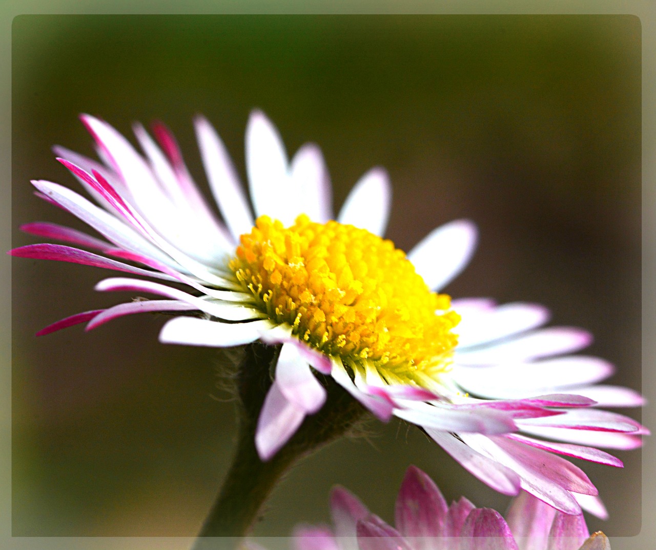 daisy flower spring free photo