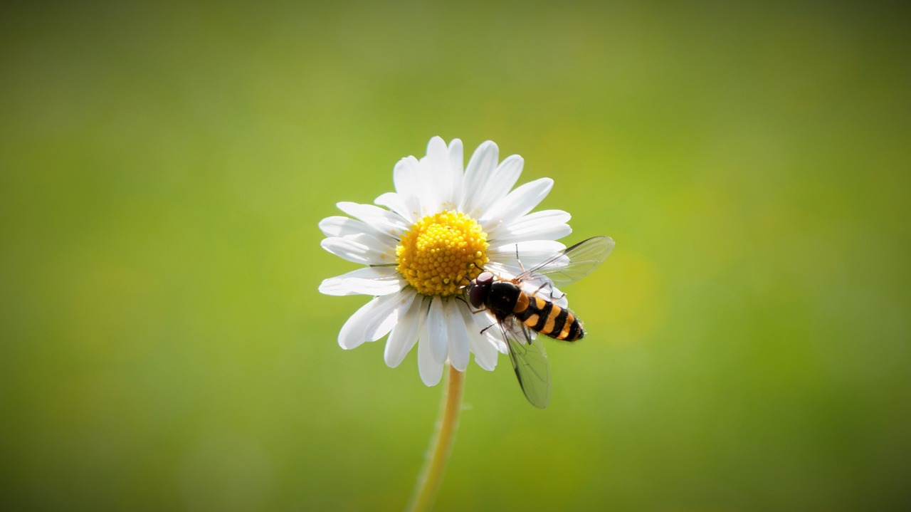 daisy spring harbinger of spring free photo