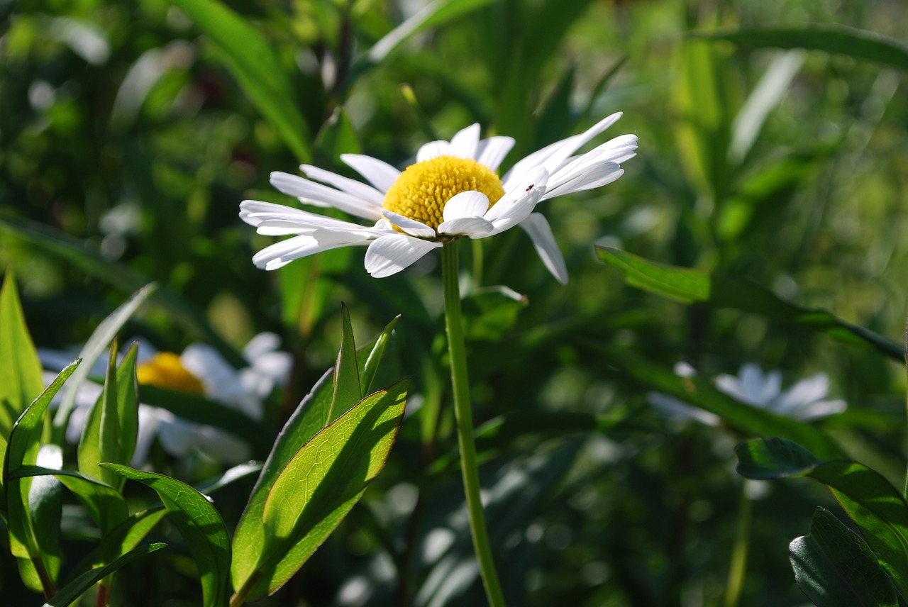 daisy white flower free photo