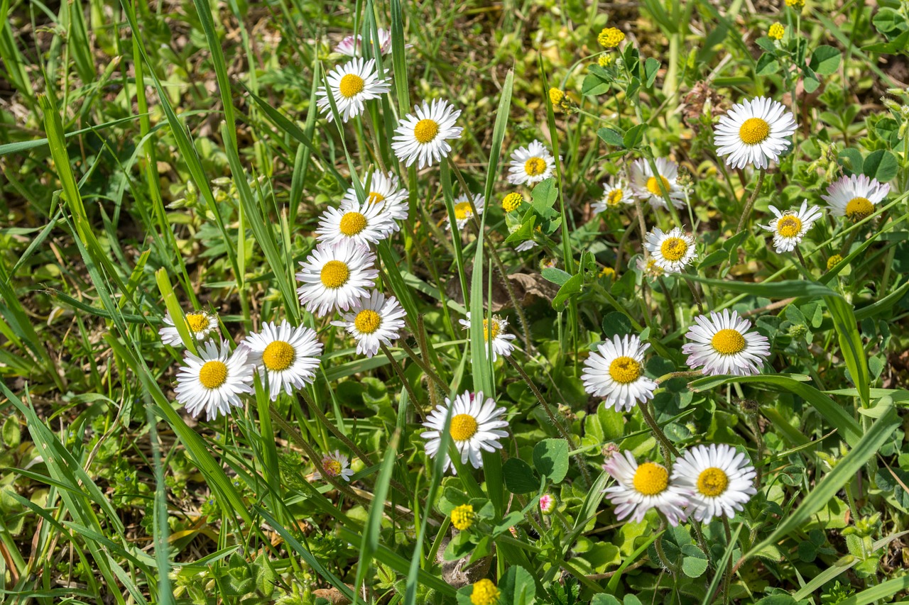 daisy grass white free photo