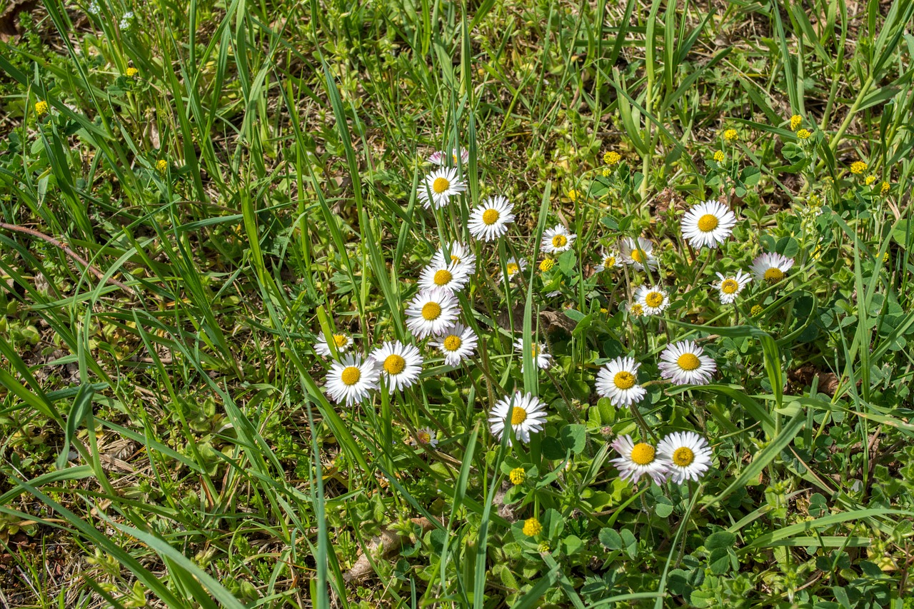 daisy grass white free photo