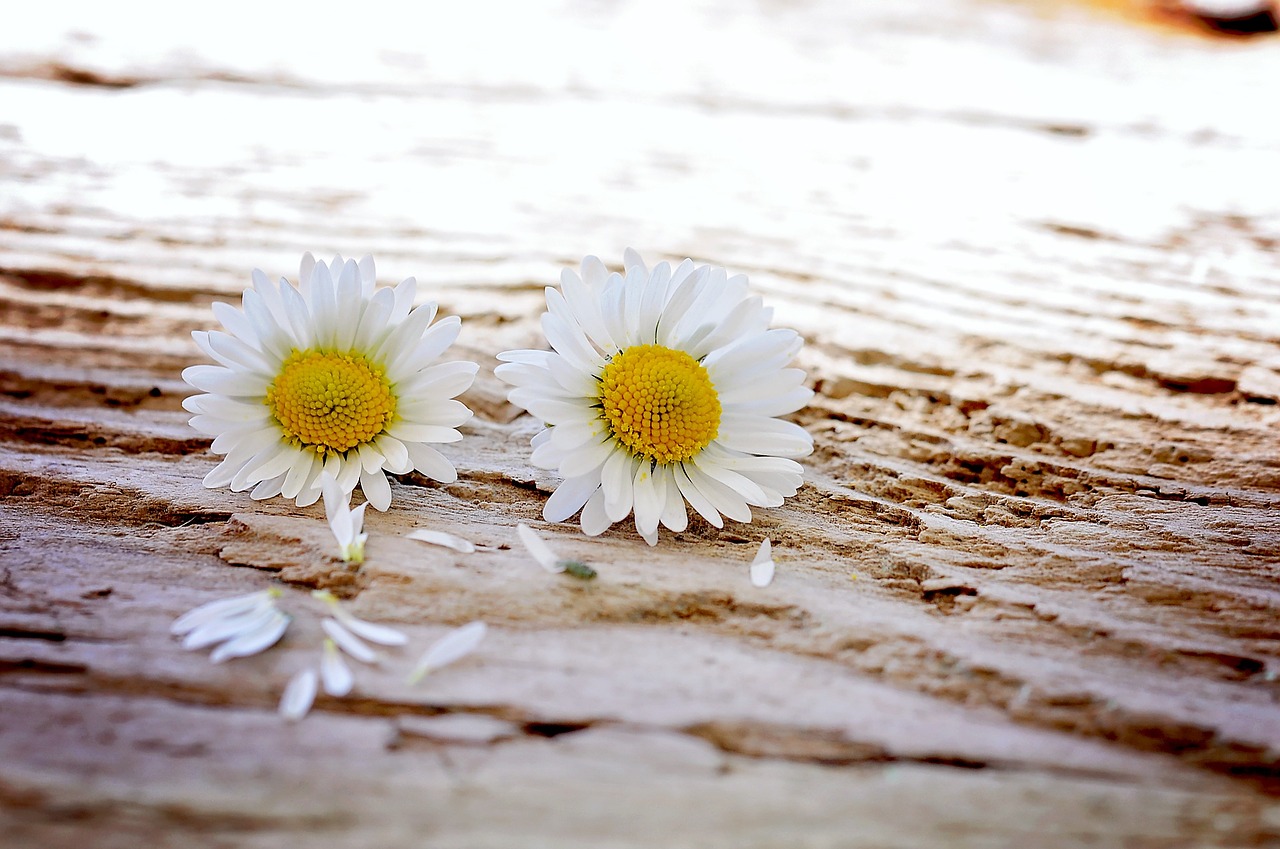 daisy flowers wildflowers free photo