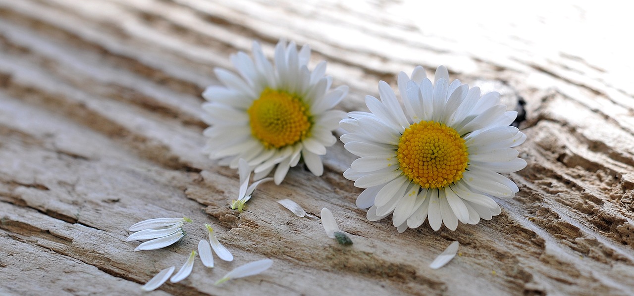 daisy flowers pointed flower free photo