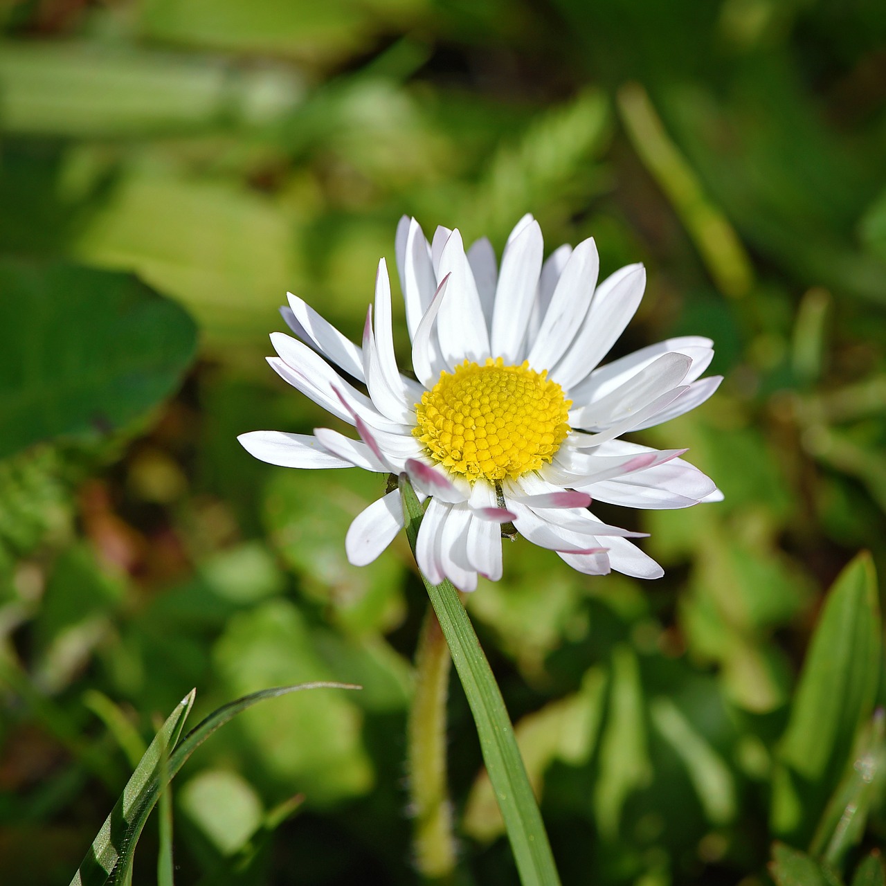 daisy flower pointed flower free photo