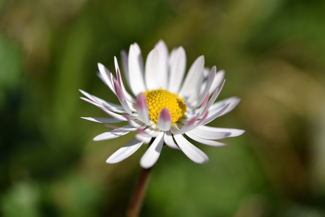 daisy flower blossom free photo