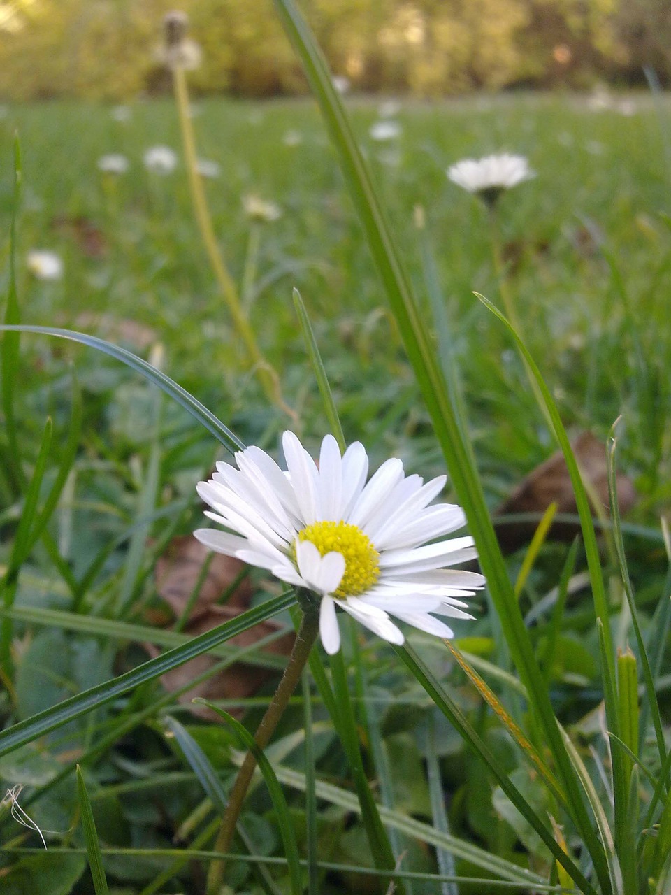 daisy flower grass free photo