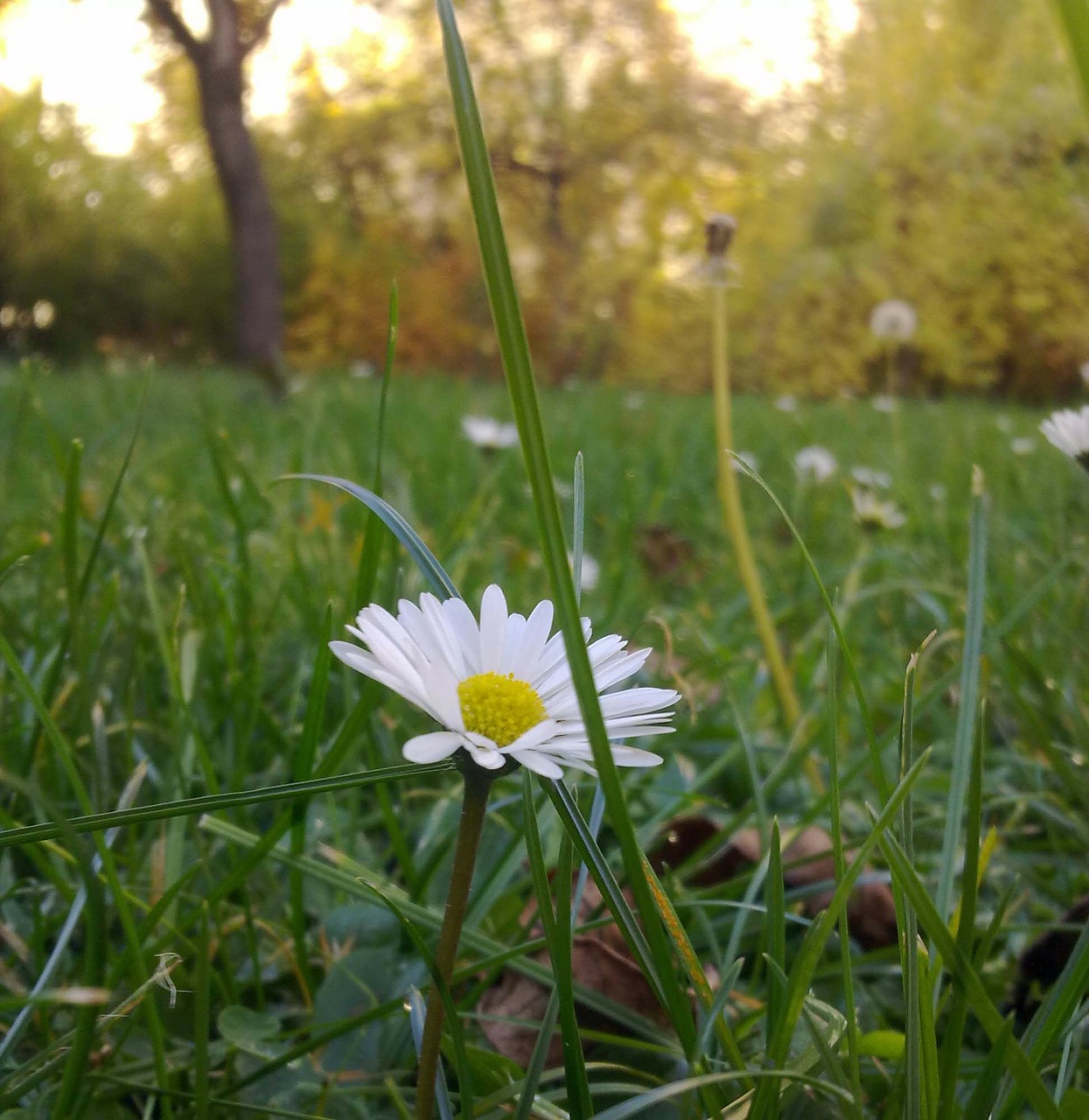 daisy grass meadow free photo