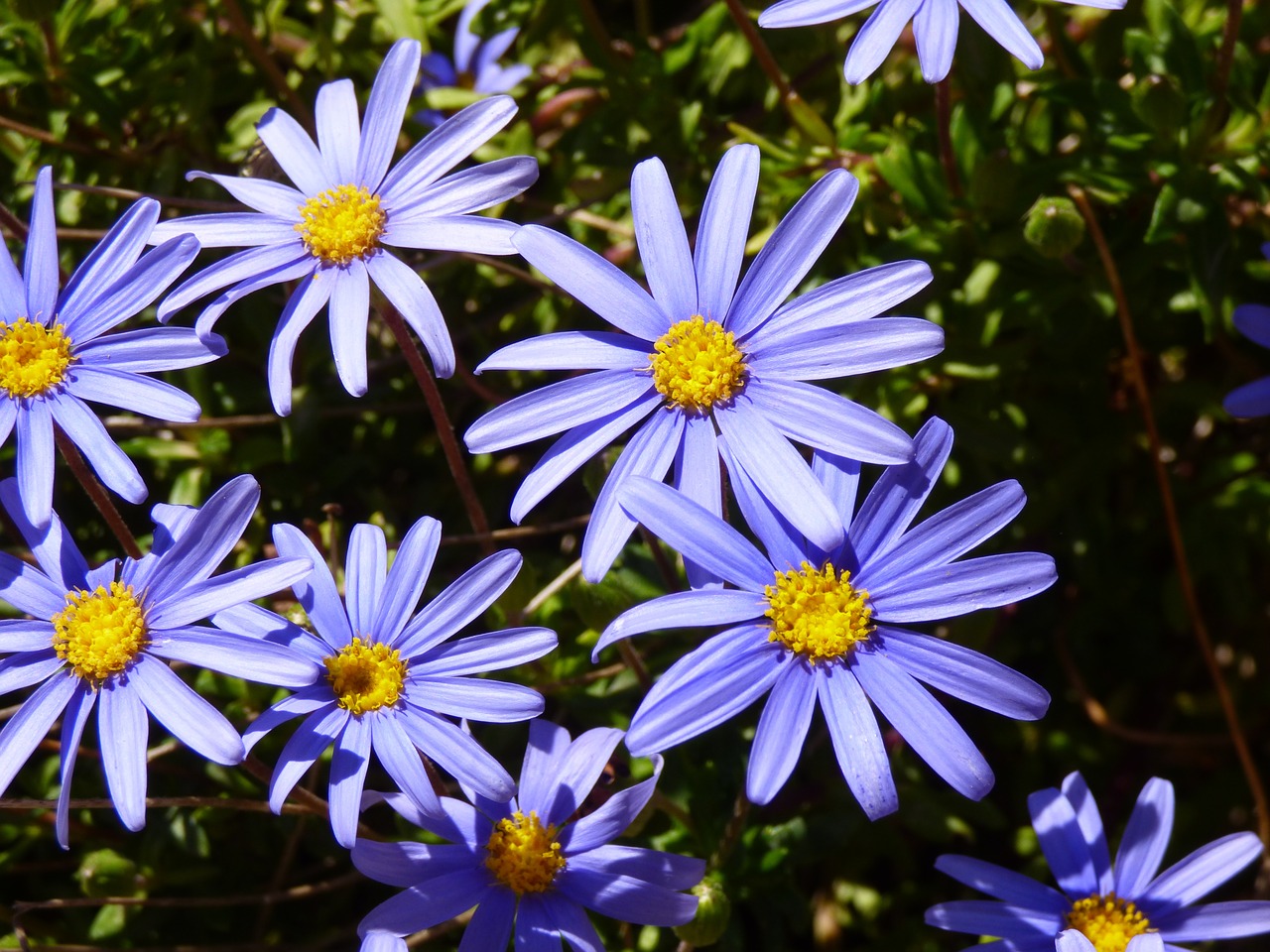 daisy purple bloom free photo