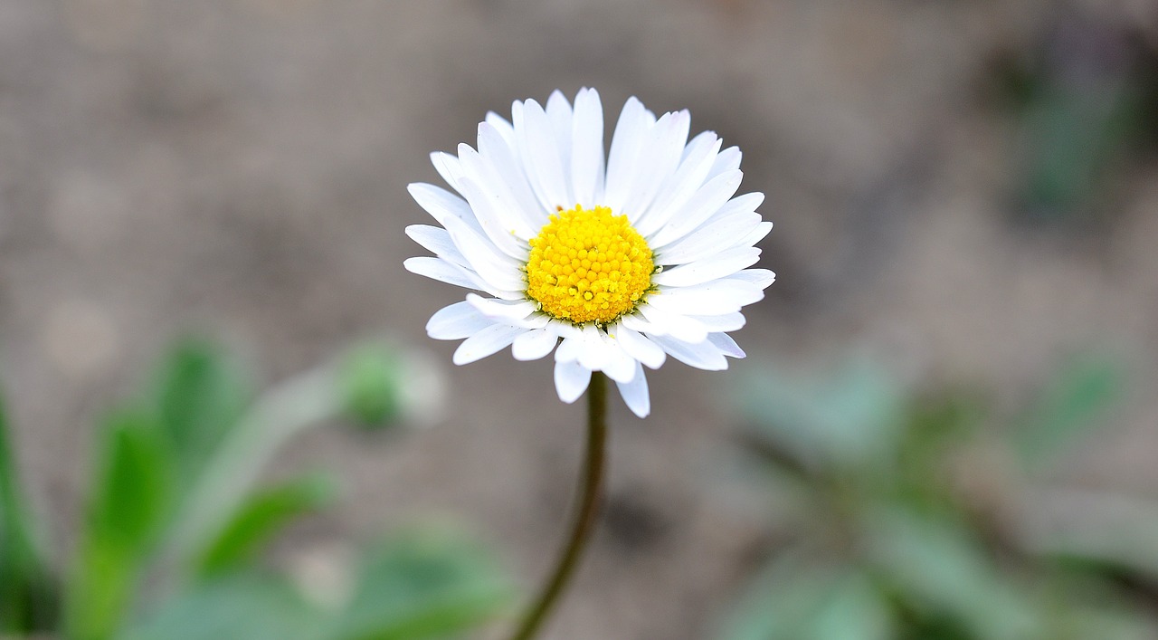 daisy pointed flower flower free photo