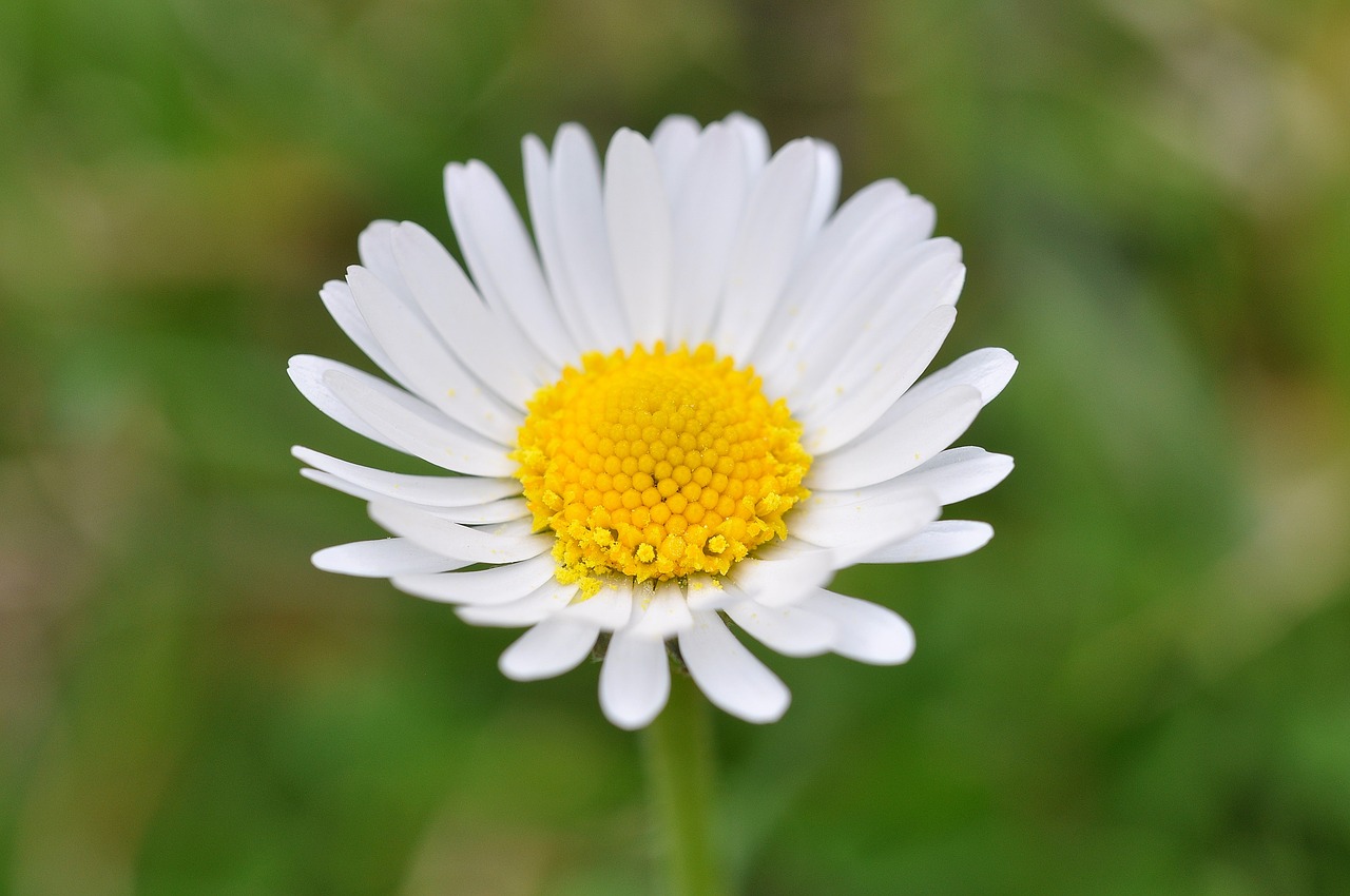 daisy flower pointed flower free photo