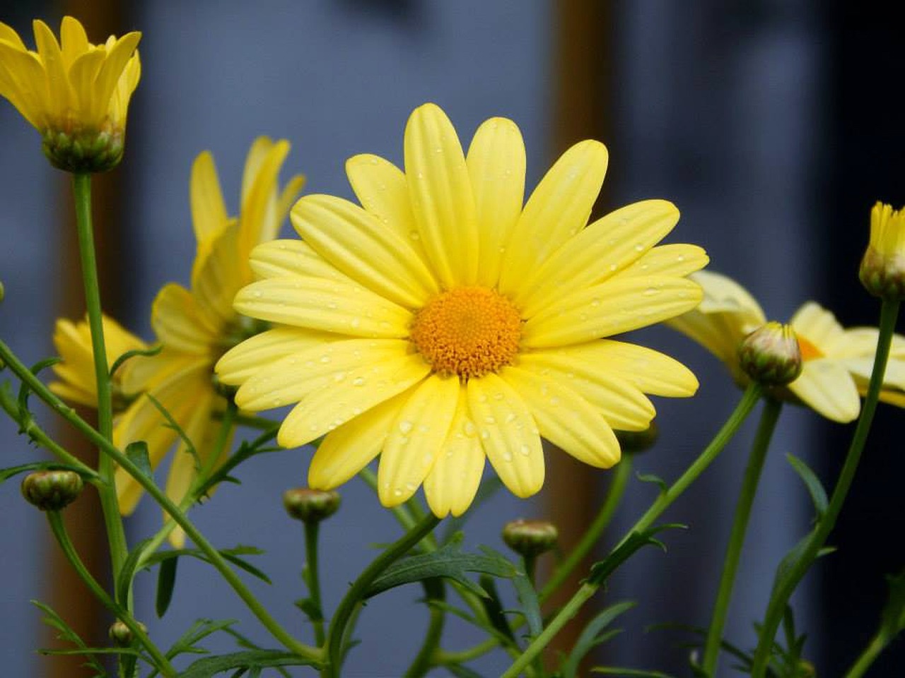 daisy,flower,spring,summer,yellow,nature,plant,floral,blossom,natural,bloom...