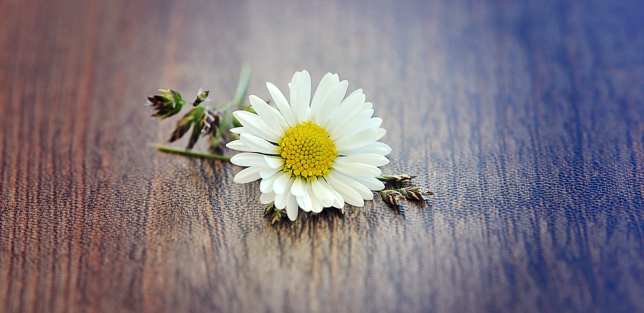 daisy grass flower free photo