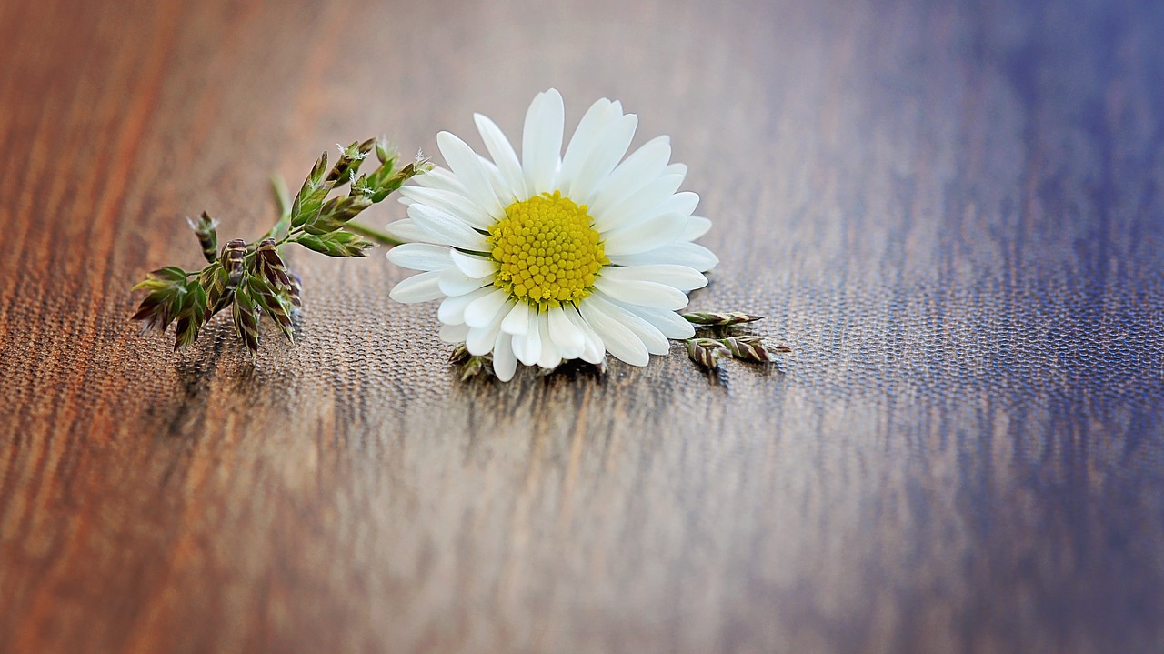 daisy flower blossom free photo