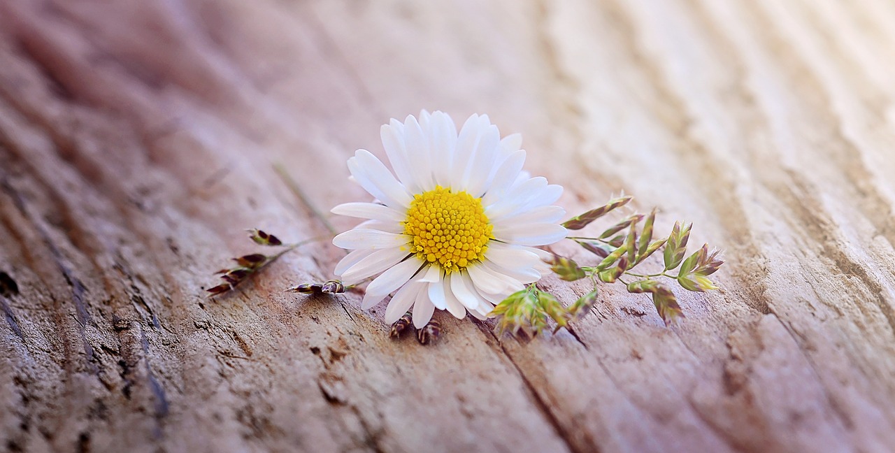 daisy flower blossom free photo