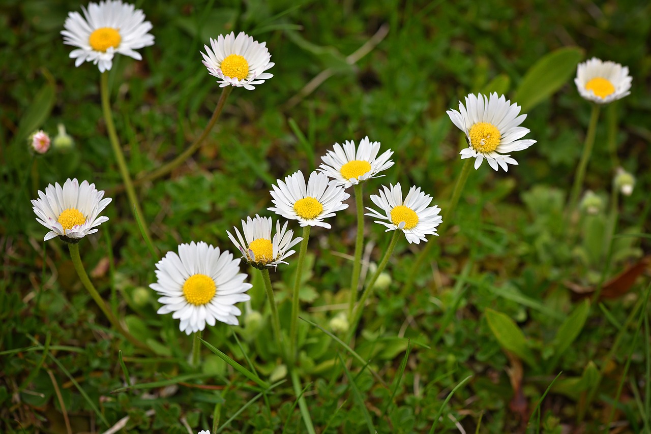 daisy meadow pointed flower free photo
