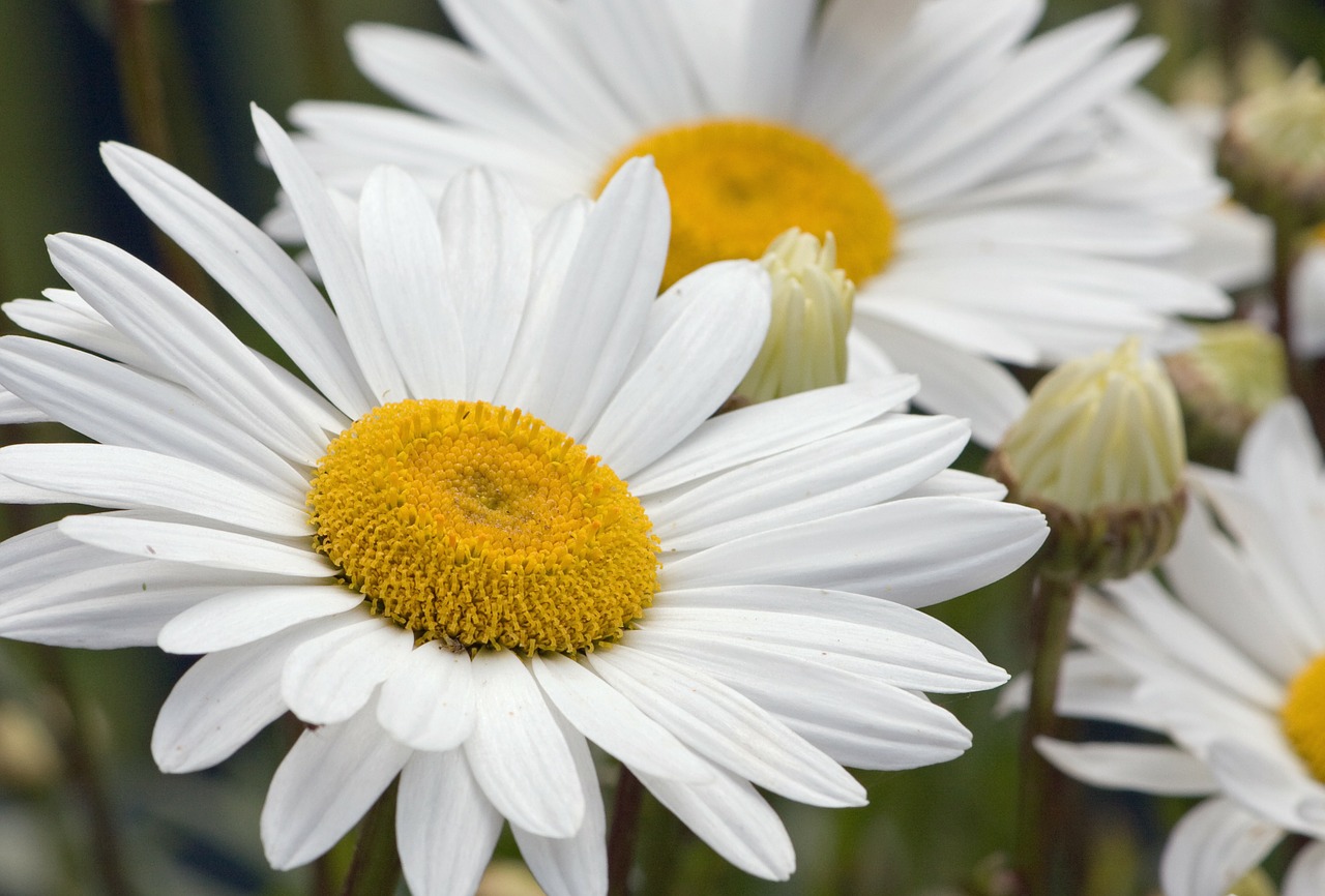 daisy daisies flowers free photo