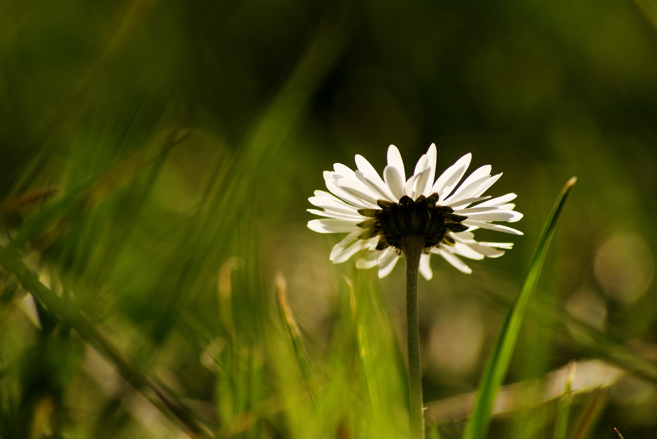 daisy grass garden free photo