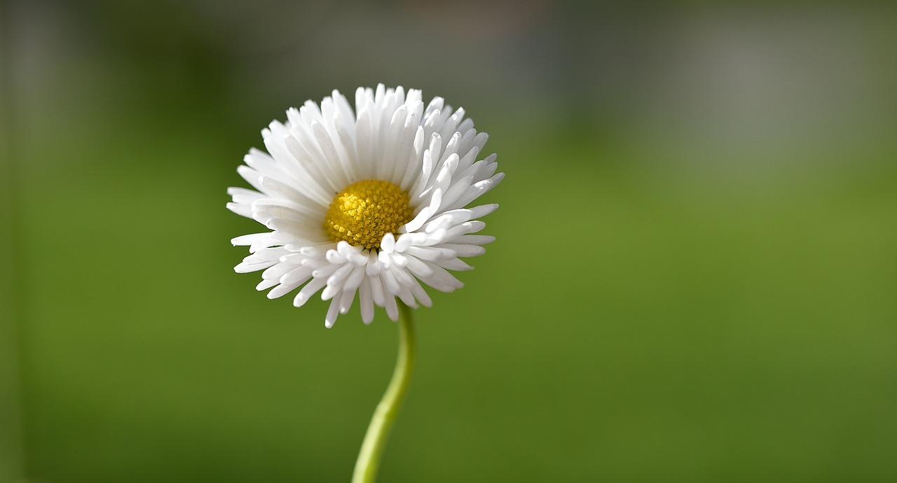 daisy flower pointed flower free photo