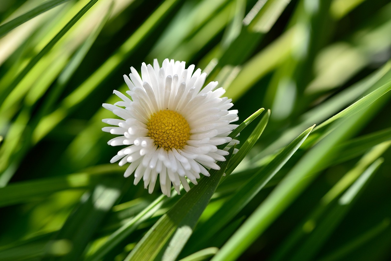 daisy blossom bloom free photo