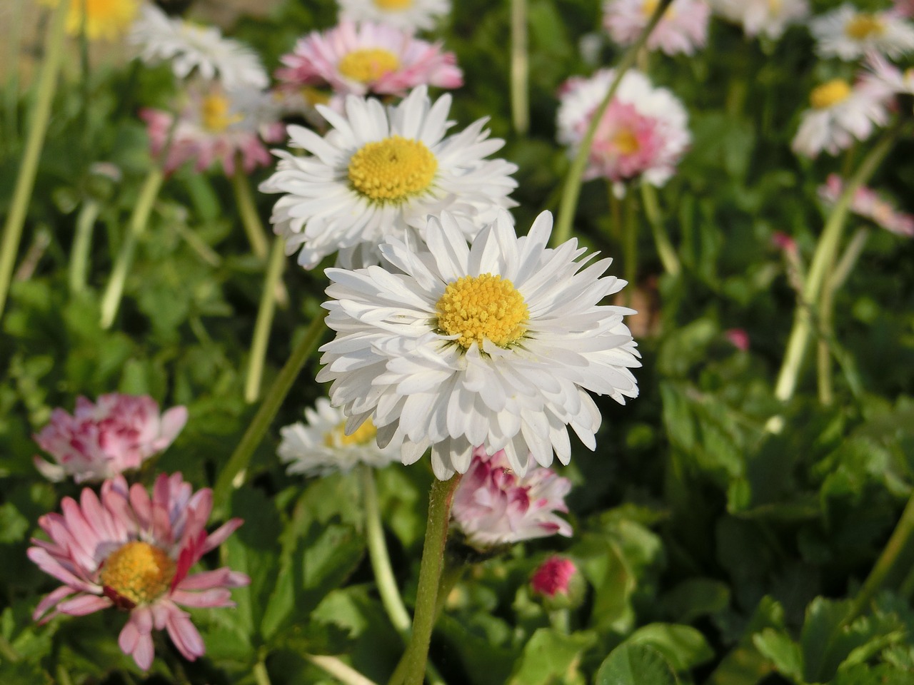 daisy flower plant free photo