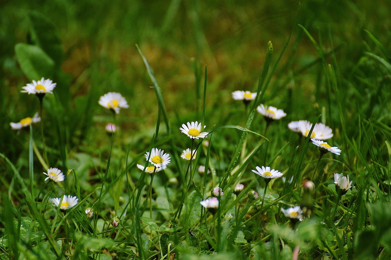 daisy meadow garden free photo