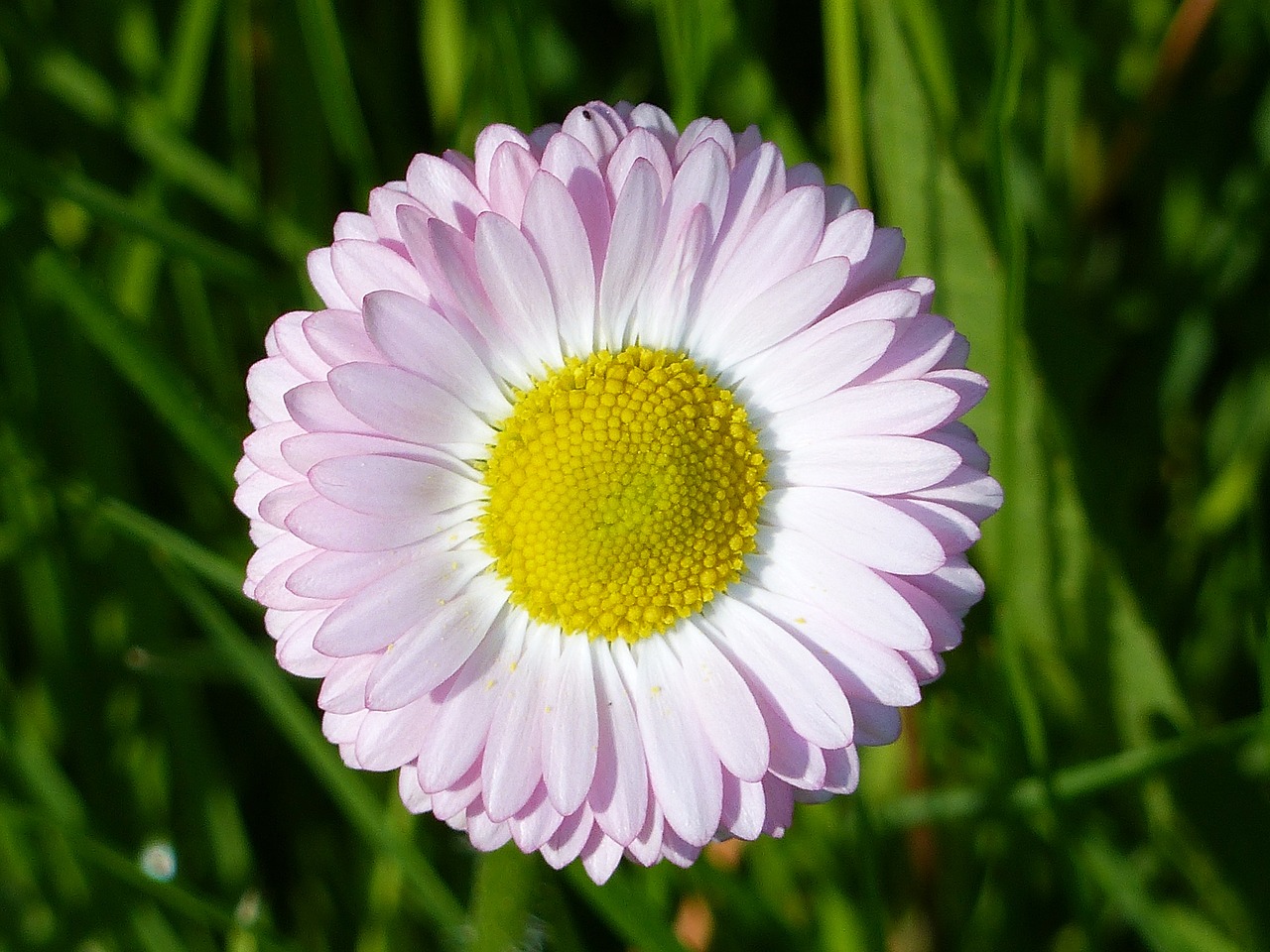 daisy flower spring free photo