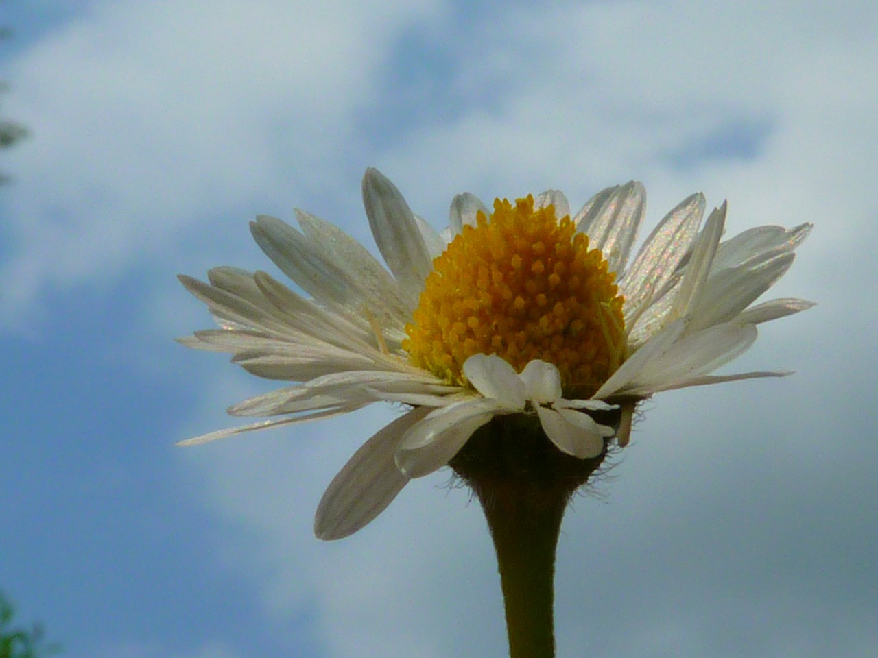 daisy flower close free photo