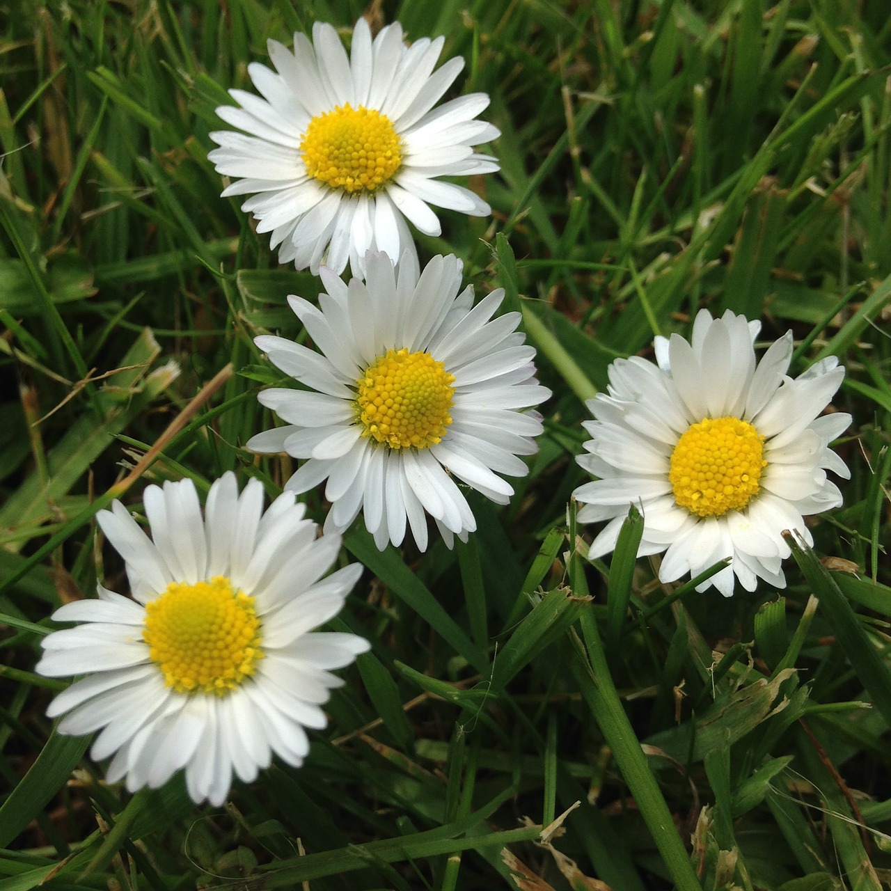 daisy flowers plant free photo