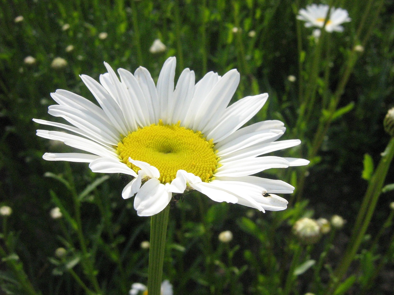 daisy flower garden free photo