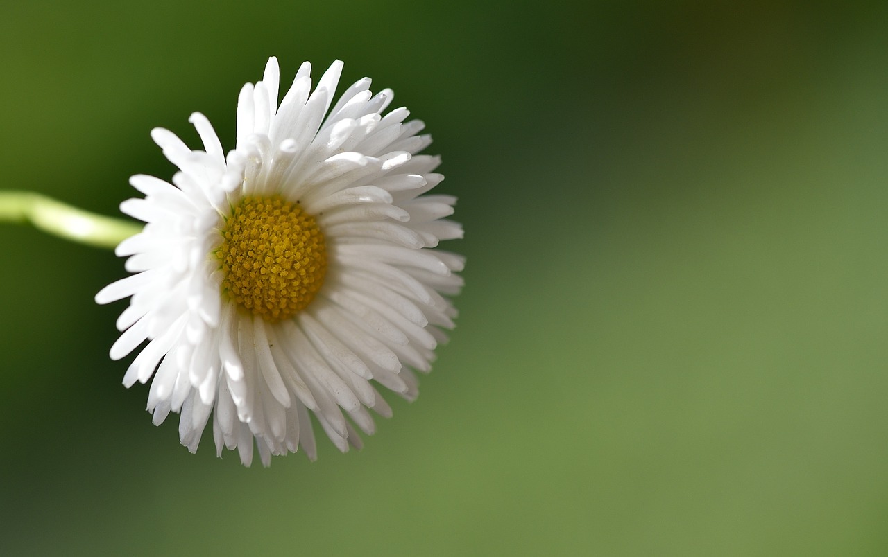 daisy pointed flower white free photo