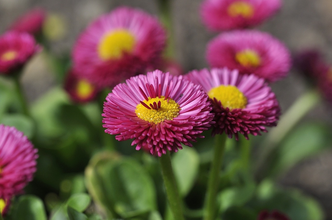 daisy flower plant free photo