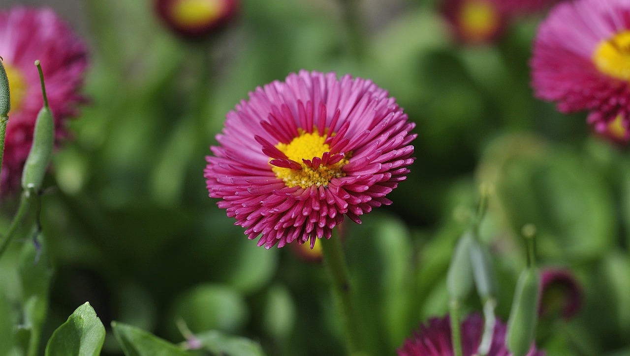 daisy flower plant free photo