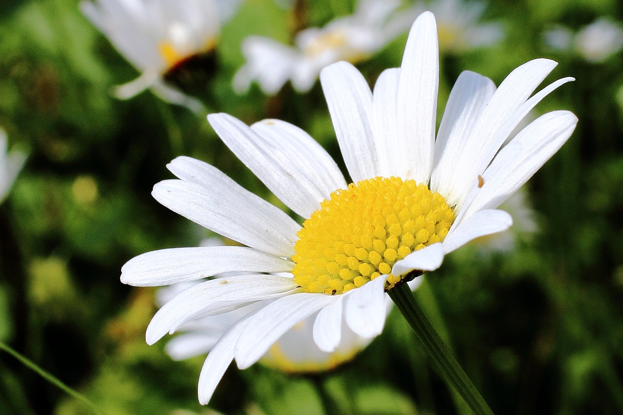 daisy blossom bloom free photo