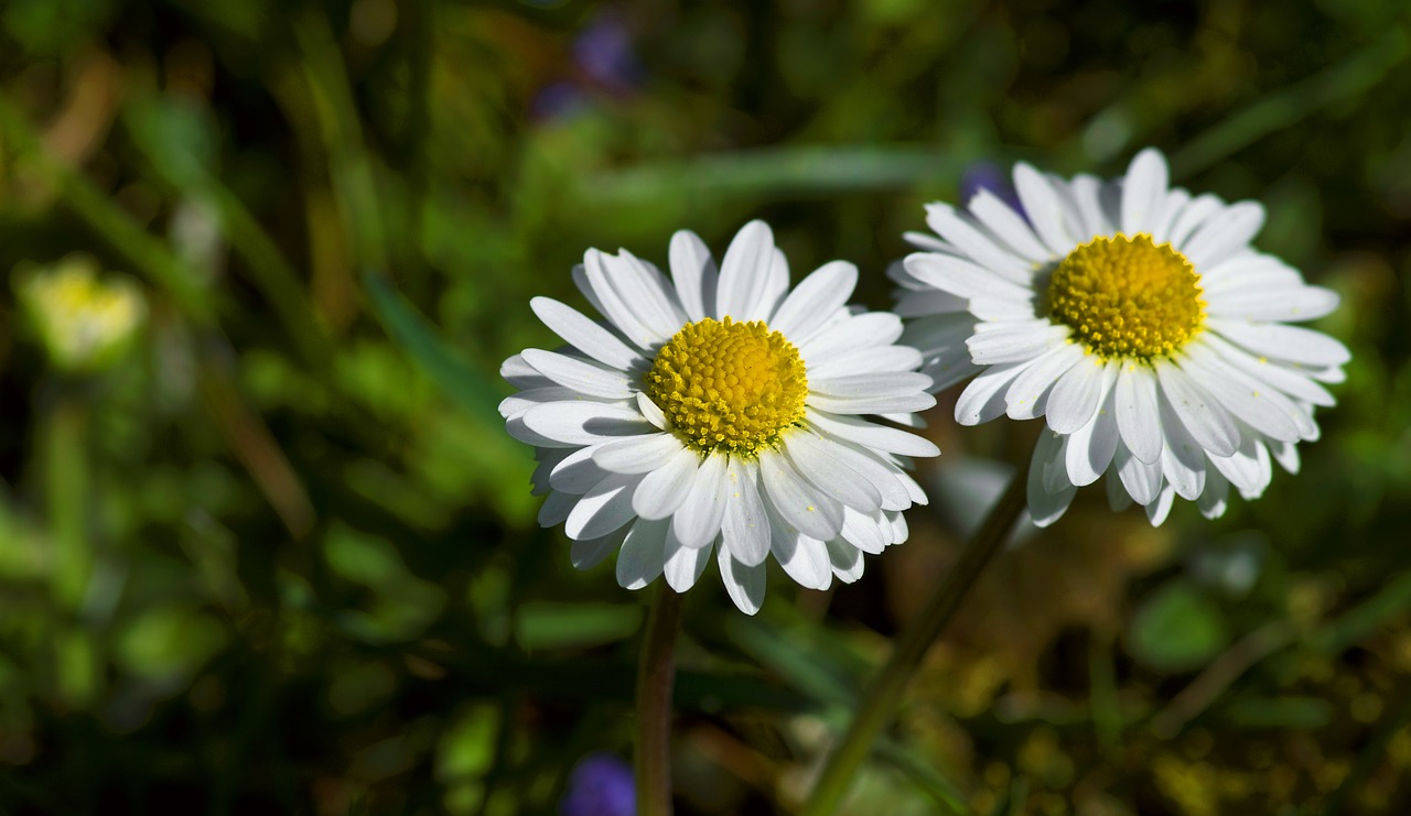 daisy spring yellow free photo