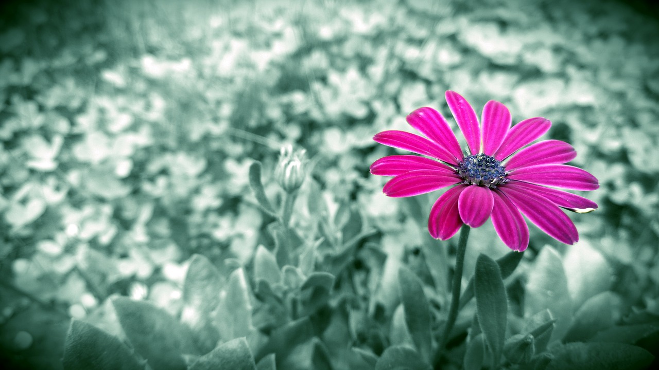 daisy purple flower free photo