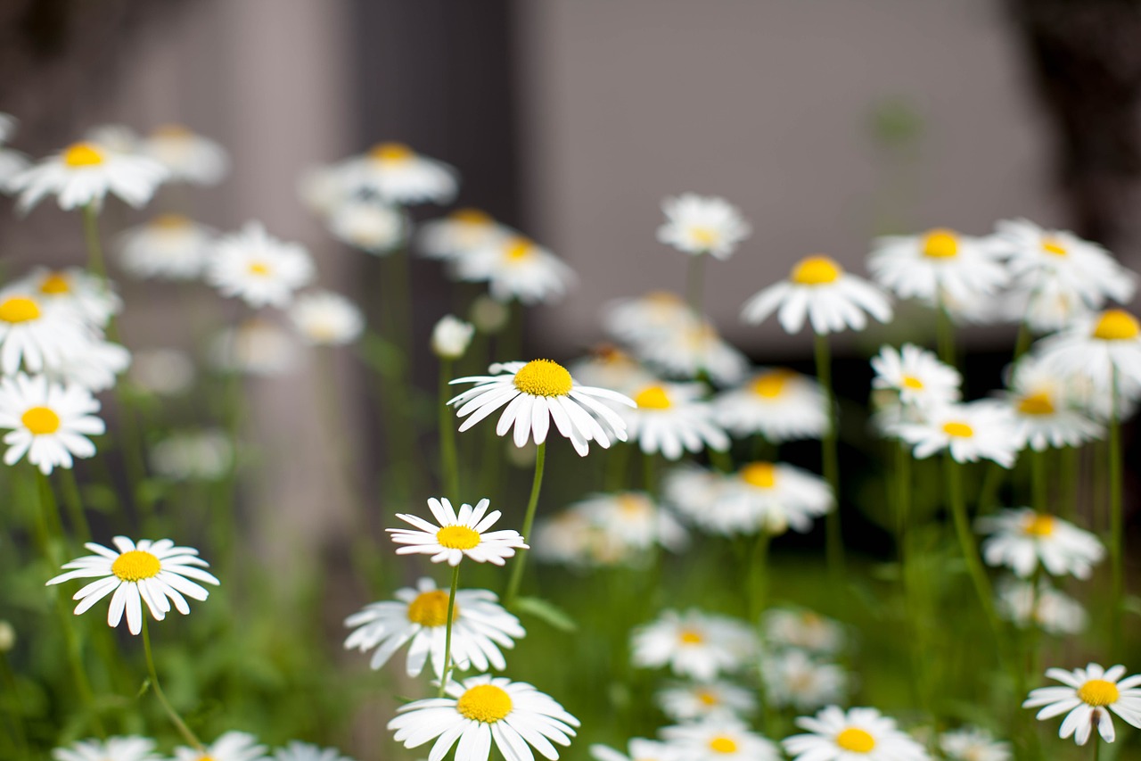 daisy flowers bee free photo