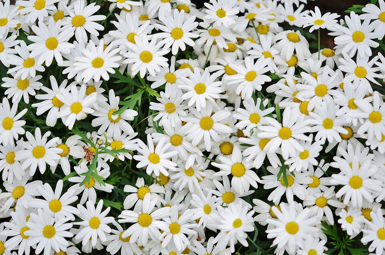 daisy flower spring free photo