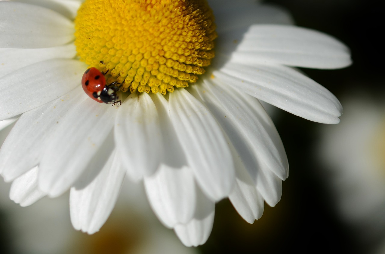 daisy flower nature free photo