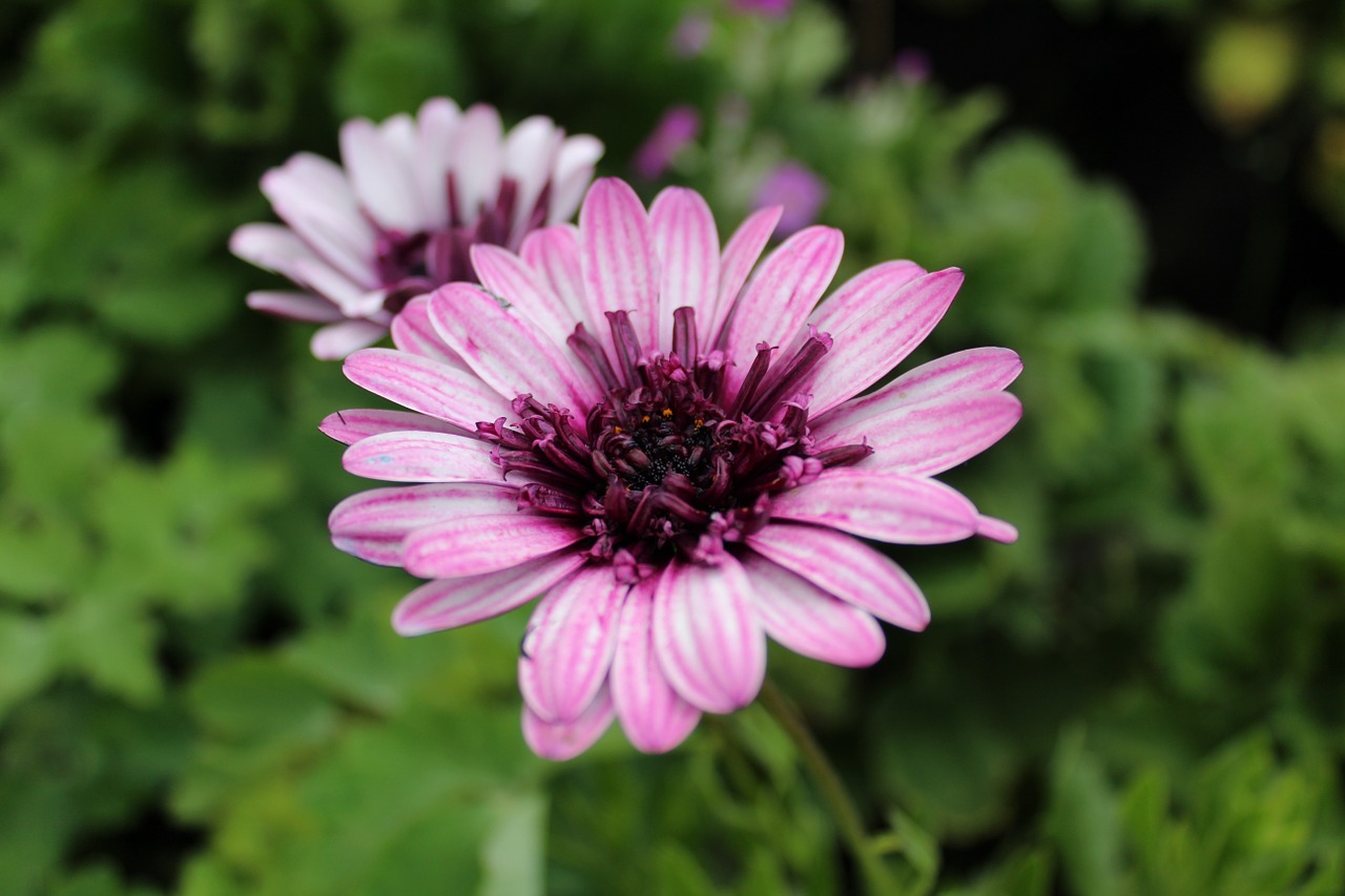 daisy flower purple flower free photo