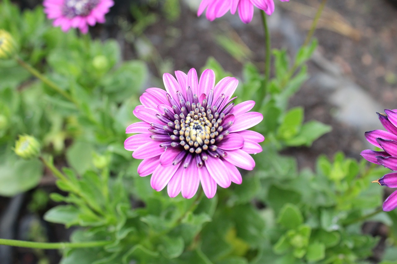 daisy flower purple flower free photo