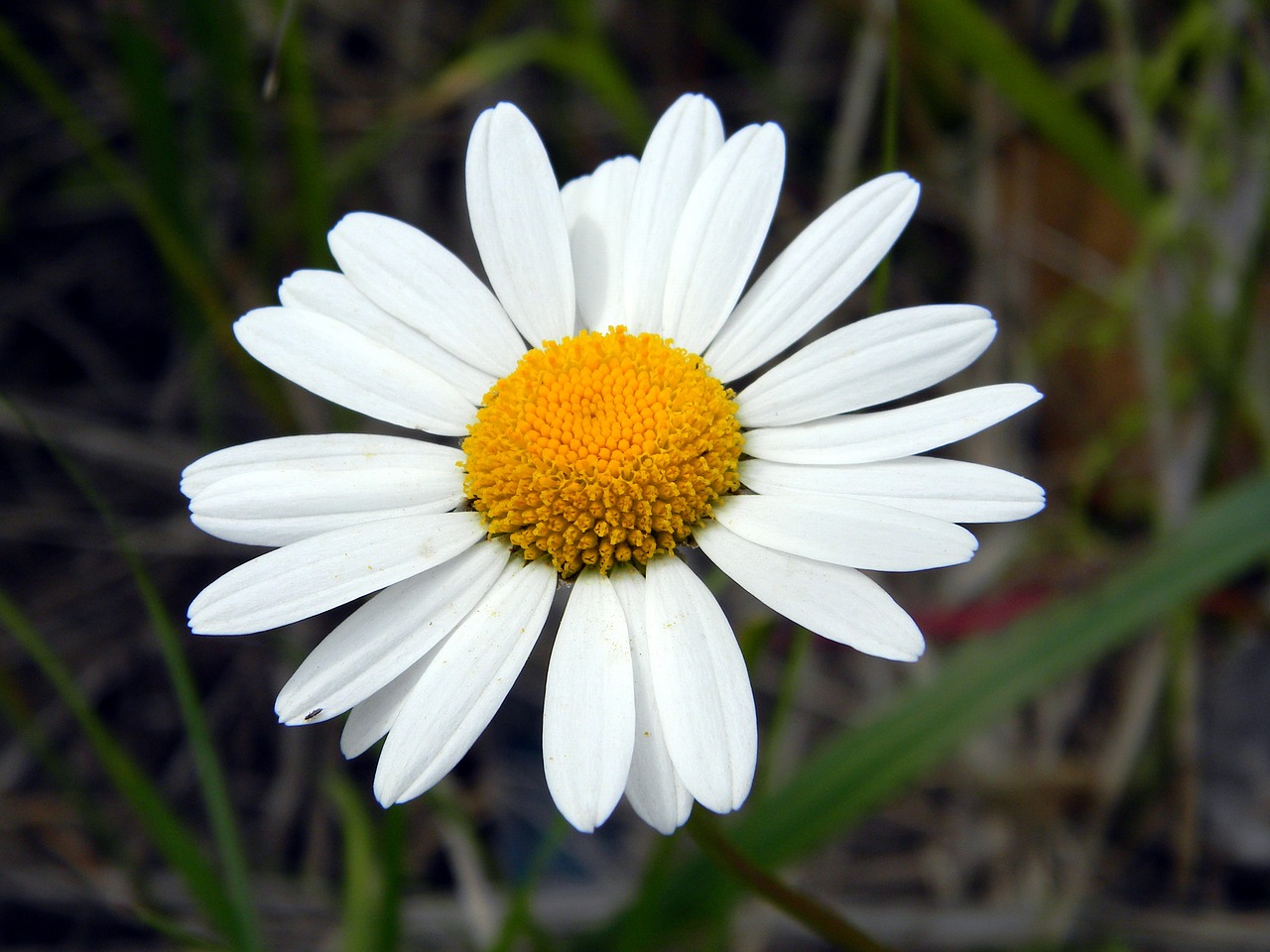 daisy summer flower free photo