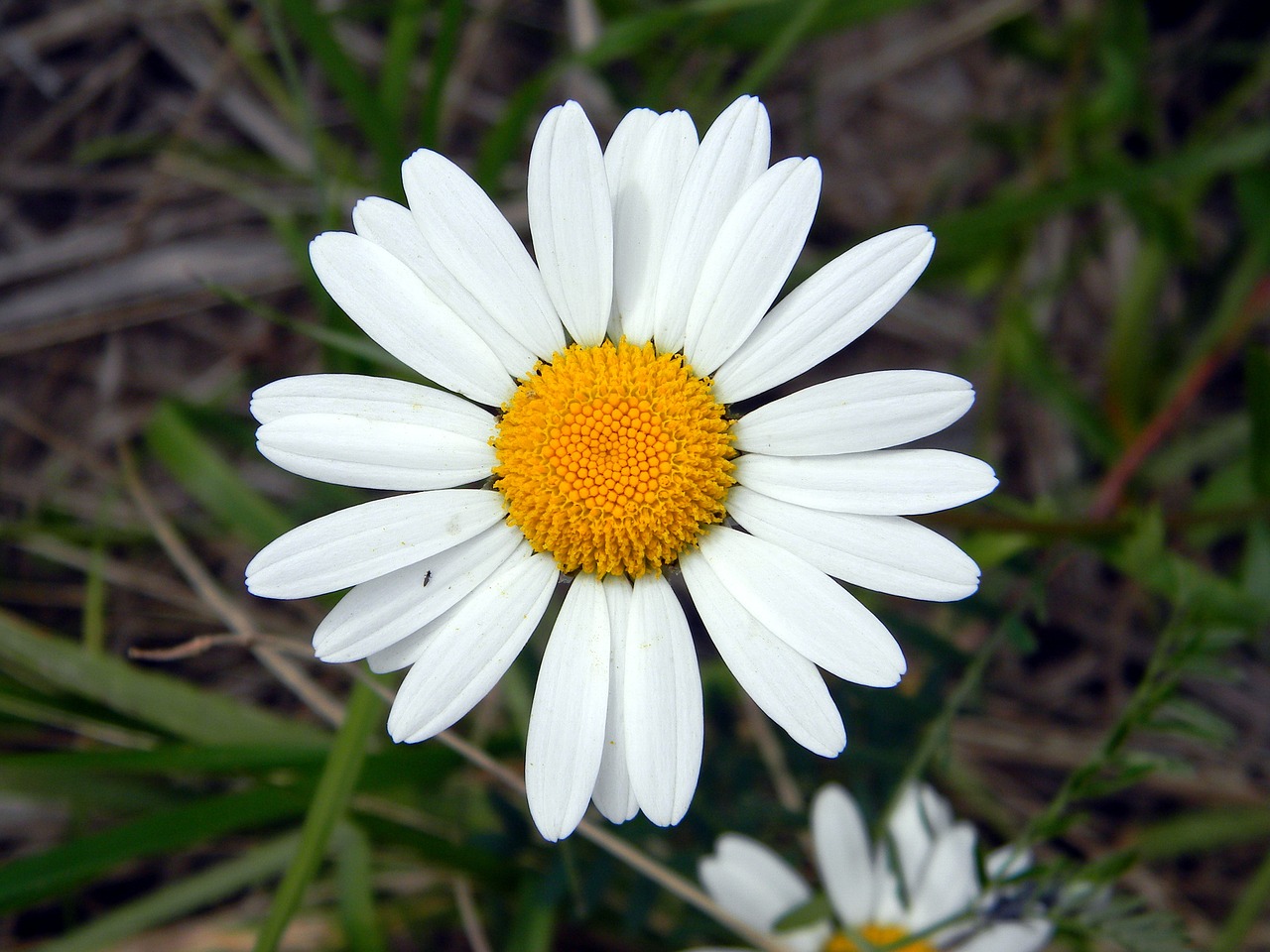 daisy summer flower free photo