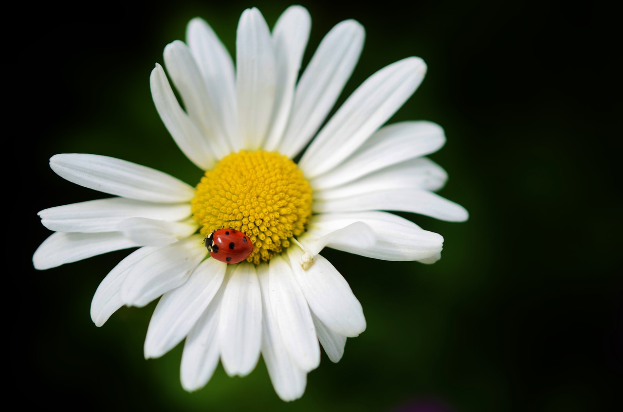 daisy flower nature free photo