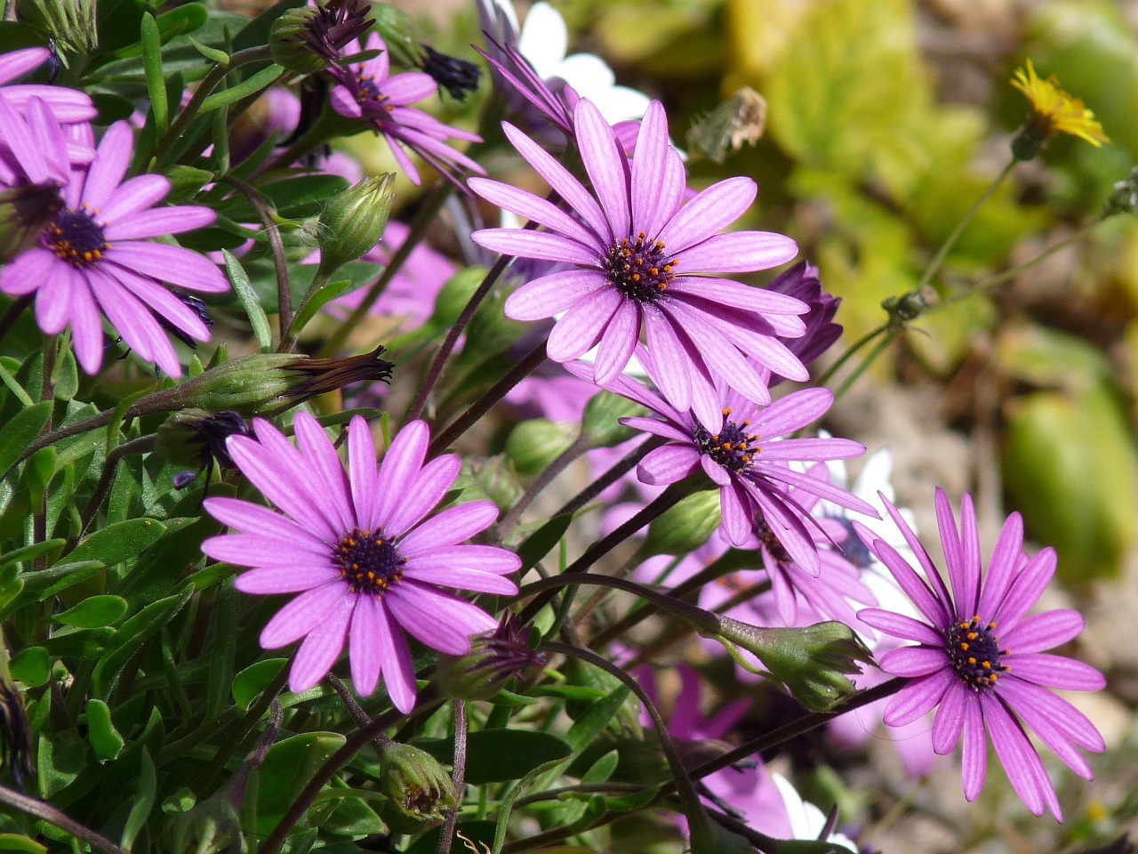 daisy flowers purple free photo