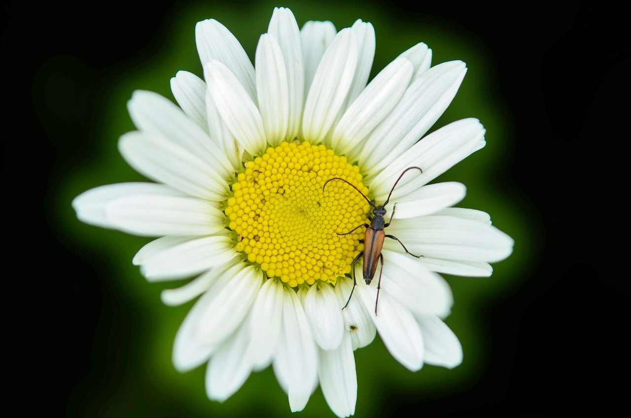 daisy animal flower free photo