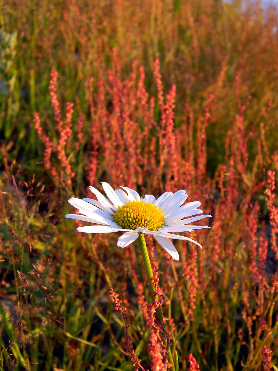 daisy field wild herbs free photo