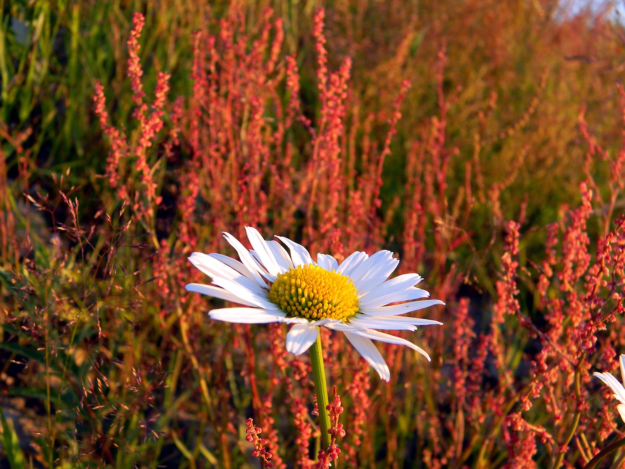 daisy field wild herbs free photo