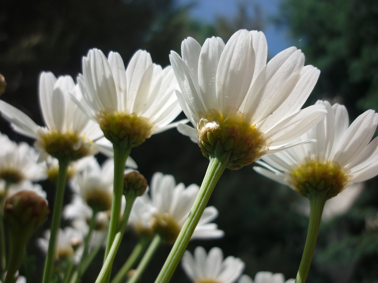 daisy white flower free photo