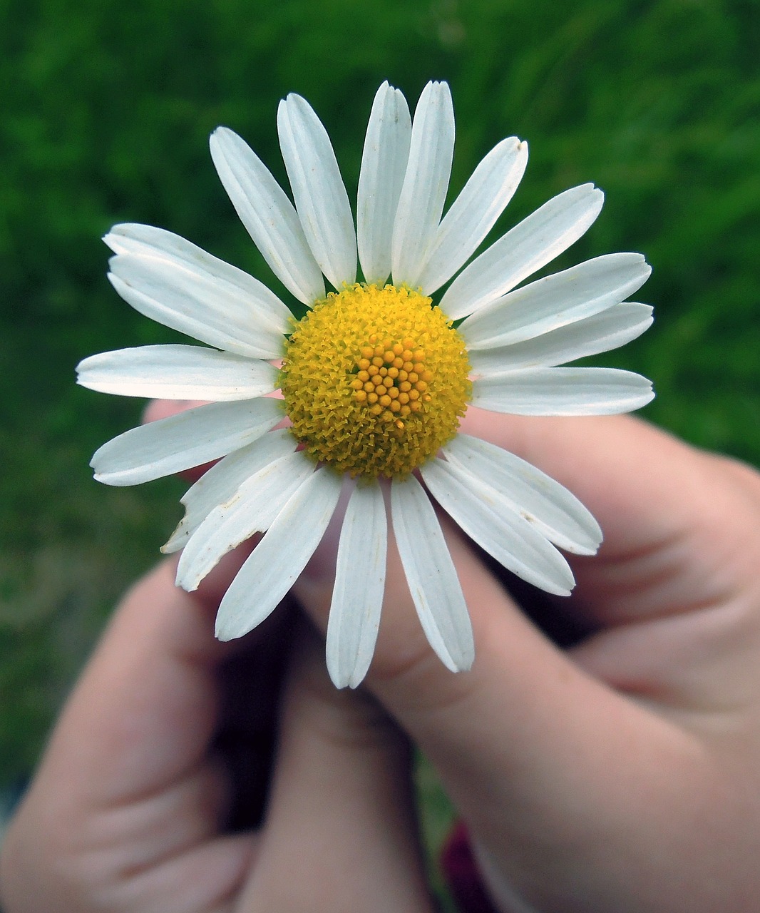 daisy flower hands free photo