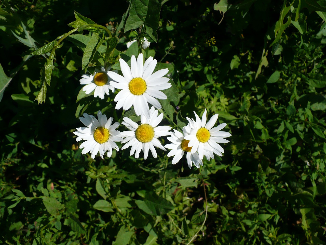 daisy white greens free photo
